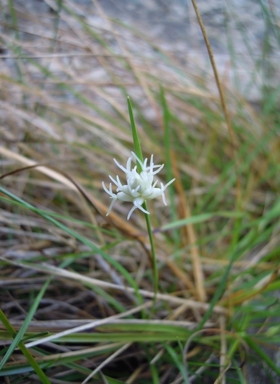 Carex baldensis / Carice del Monte Baldo